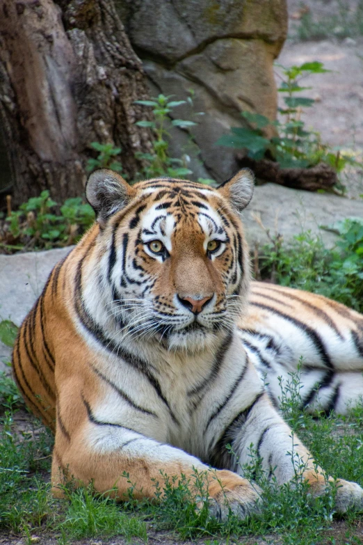 a large tiger that is sitting on the ground