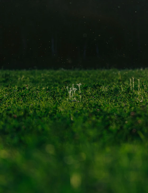 a field that has been deflated to make grass grow