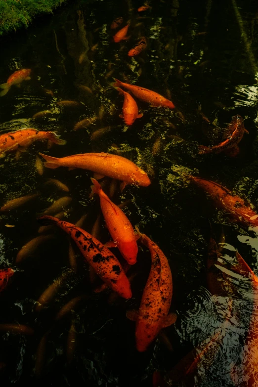 a group of orange koi fish swimming in a lake