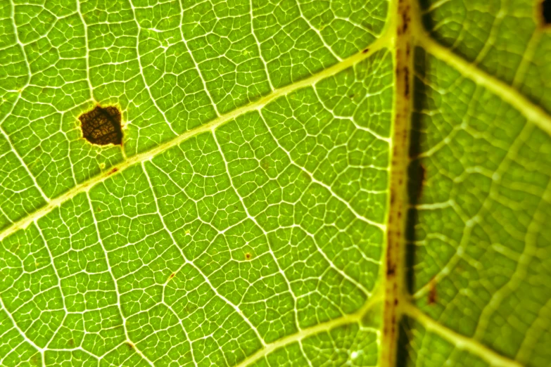 a close up of a green leaf