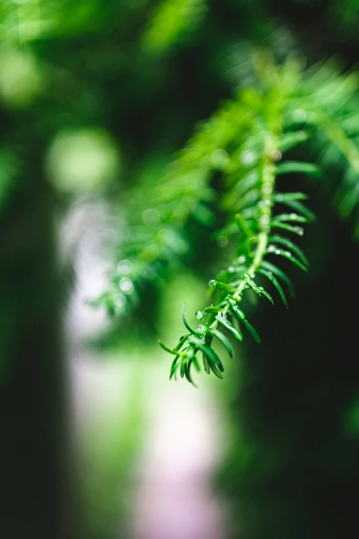 close up of a green leafed tree in a park