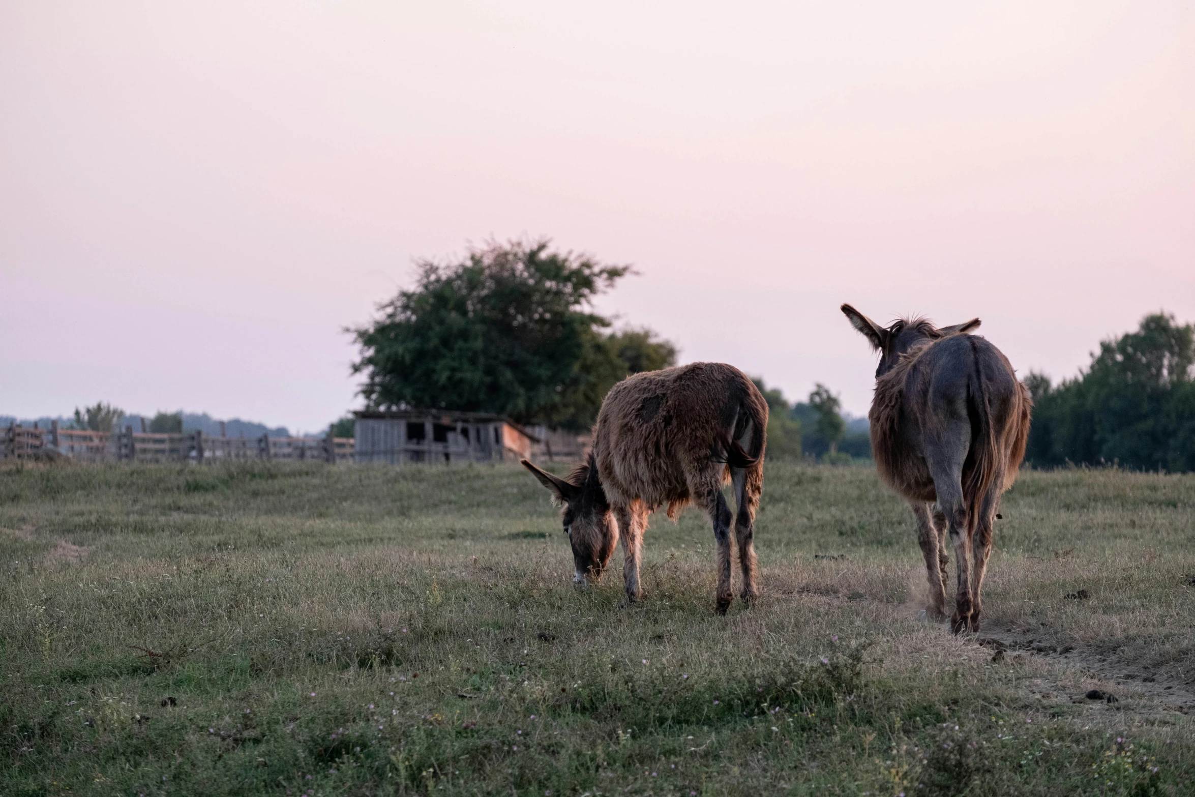 an image of two animals that are on a field