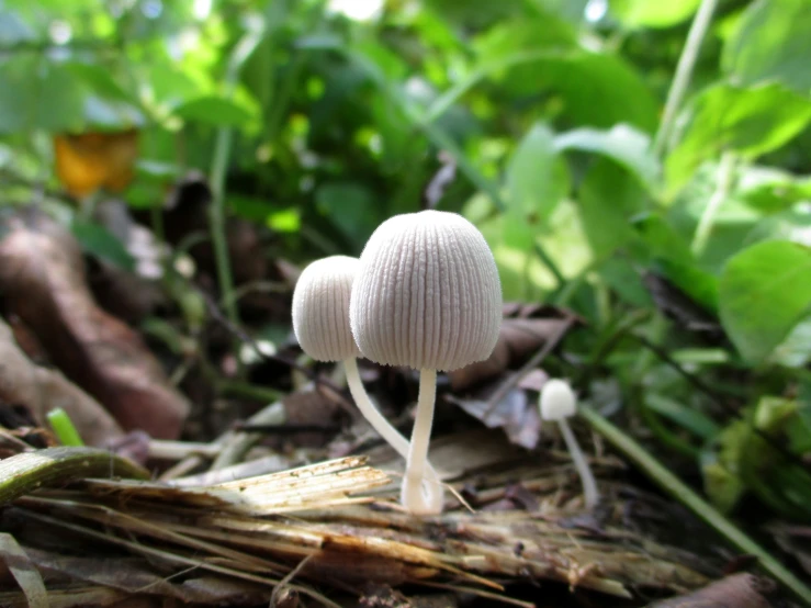 a group of mushrooms standing in the grass