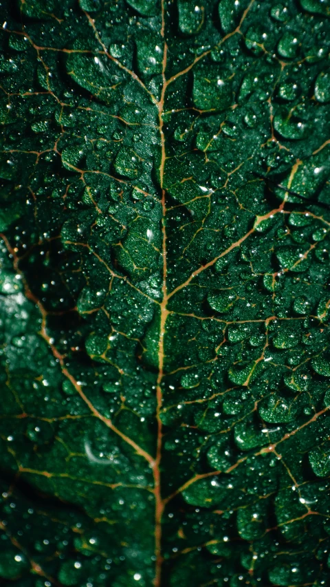 a close up view of a green leaf with drops of water