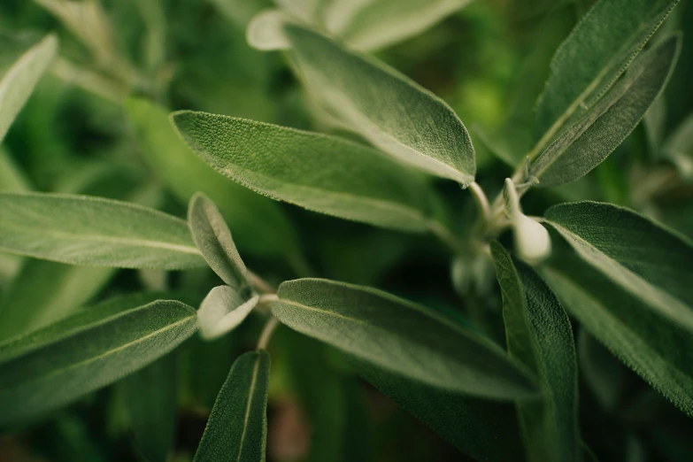 this is a close - up view of some sage leaves