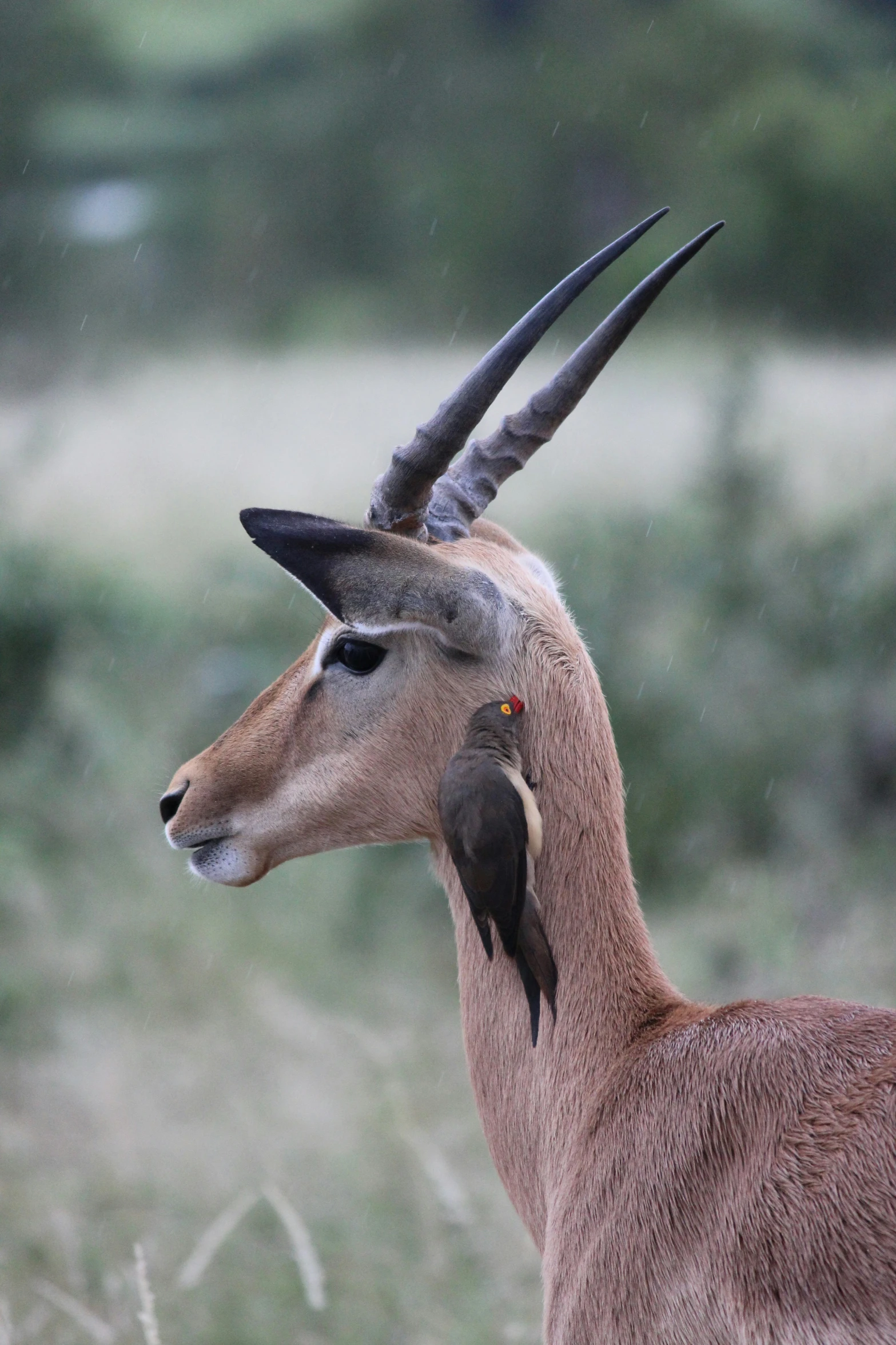 an antelope is standing in the grass looking at soing