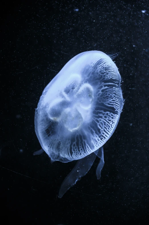 this looks like the jellyfish, just about to leave it's home