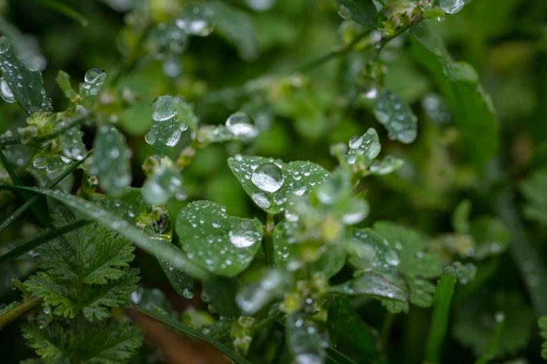 a group of drops on a leafy plant with leaves