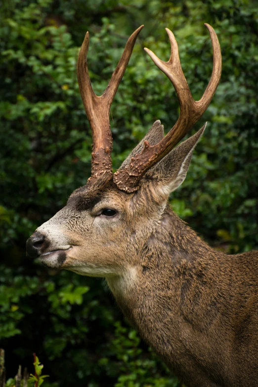 a deer is standing near some green bushes