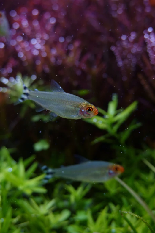 a fish swimming in the grass with water