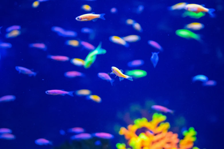 a very colorful fish swimming in an aquarium