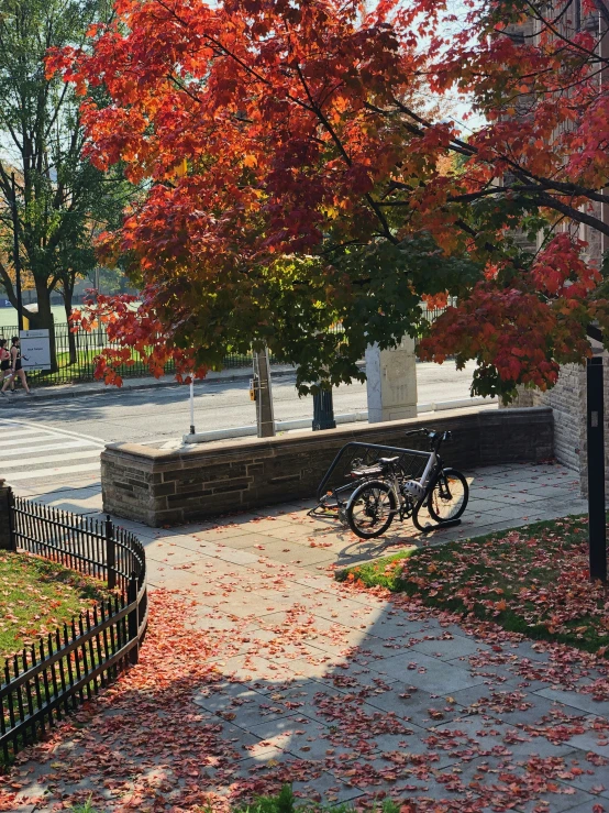 a pathway that runs into an open area with fall leaves on it