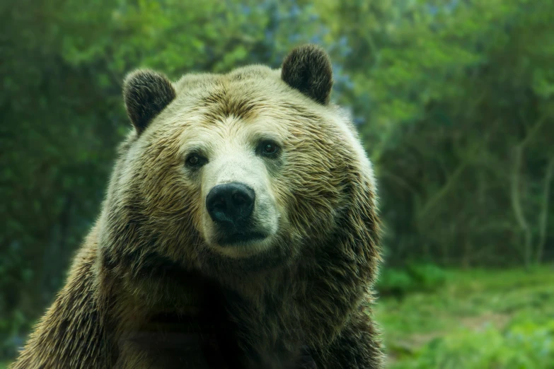 a close up po of a brown bear with trees in the background