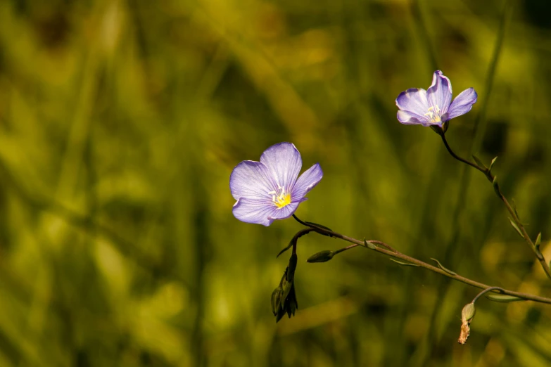 two purple flowers sitting on top of a tall green grass field