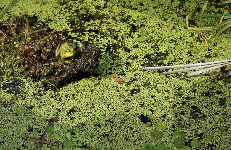 a green area with some water lilies and plants