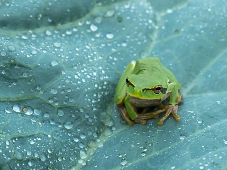 a frog is sitting on a leaf in the rain