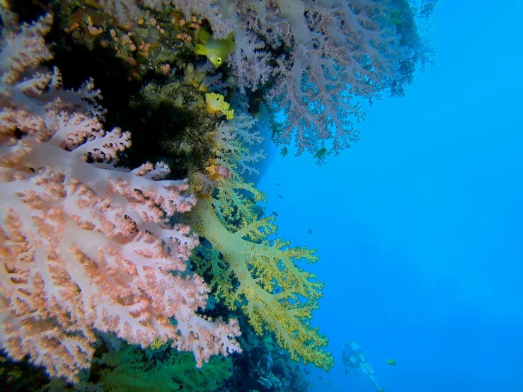 a underwater scene of green and orange reef