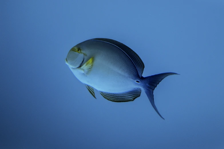 a white fish with big yellow eyes is swimming close to the surface
