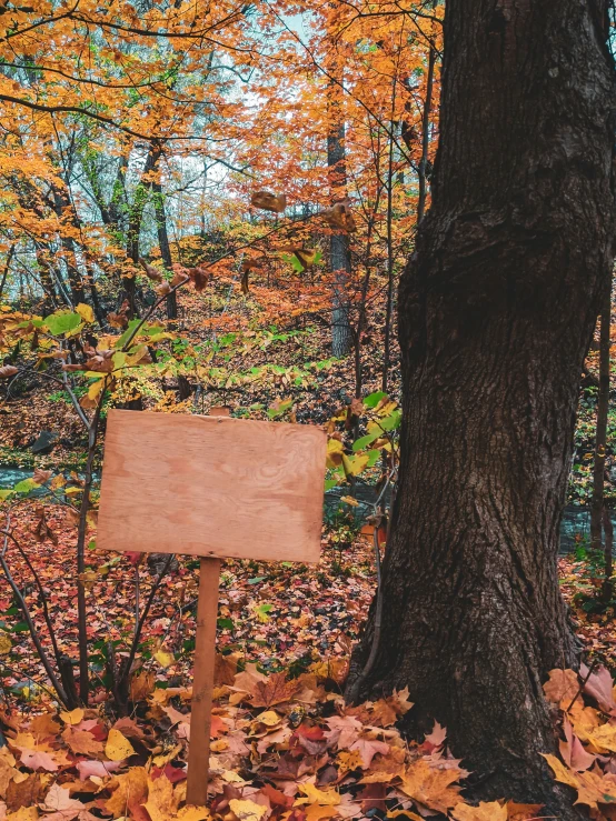 a wooden sign is on the leaves covered ground