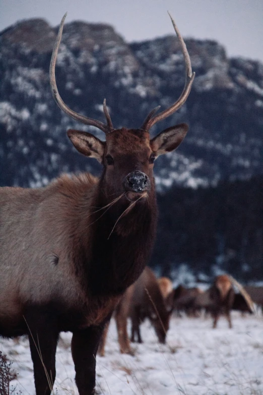 a large animal with horns standing on the snow