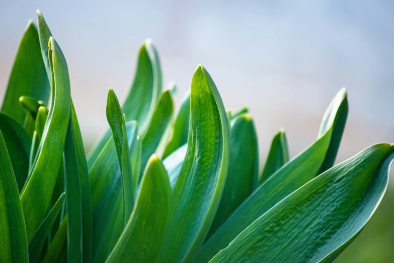 leaves in the foreground of a blurred image