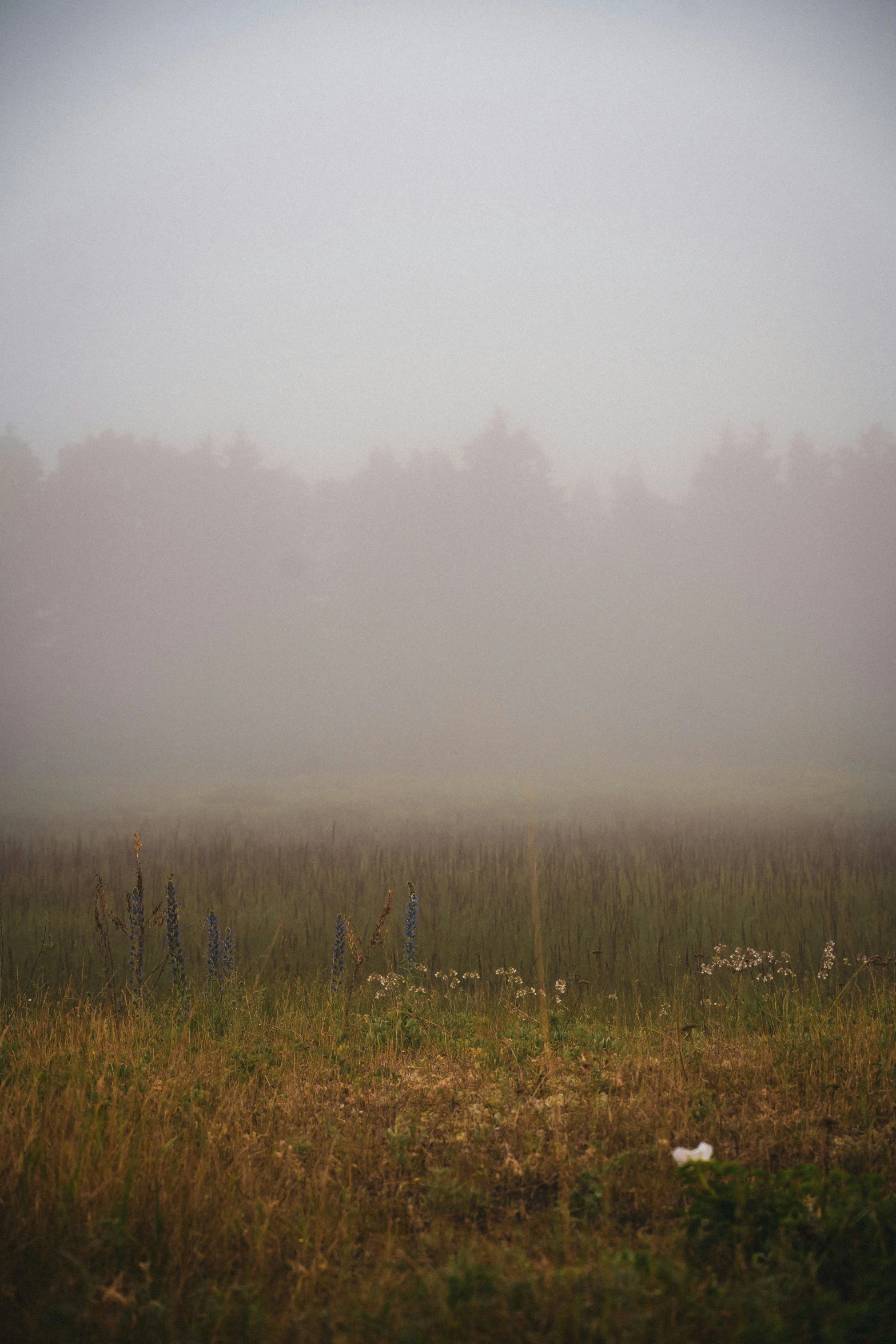 foggy field and a lone horse grazing in a field