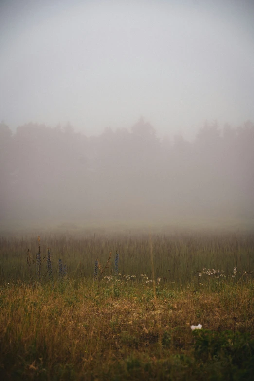 foggy field and a lone horse grazing in a field