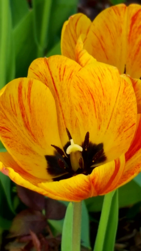 close up of flowers that look like they have dark brown stripes