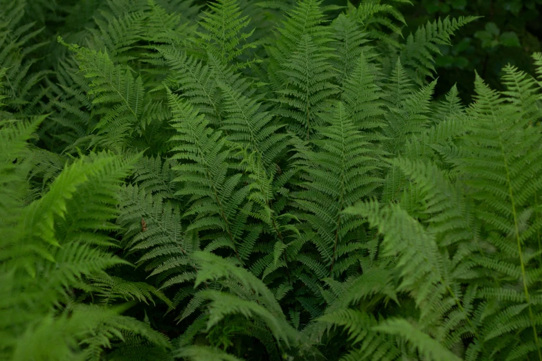 a lot of green leaves with one red bird on it