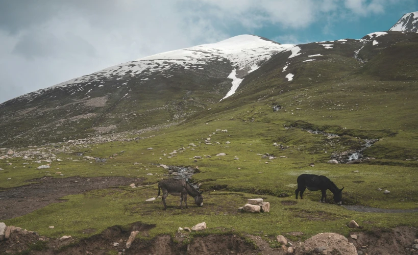 the mountains are full of green grass and sheep