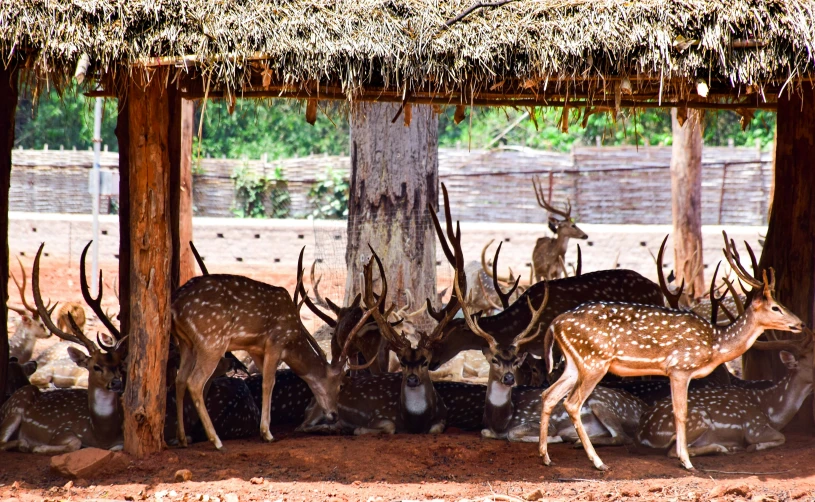 a herd of deer gathered under the shade