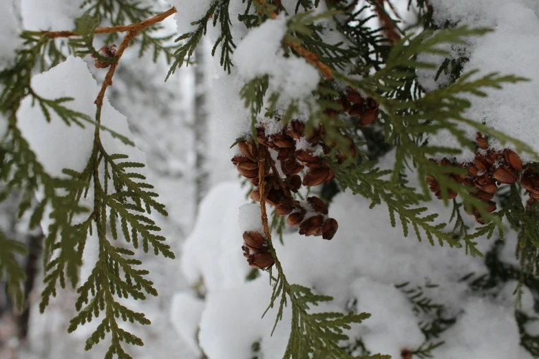 pine needles and needles are covered in snow