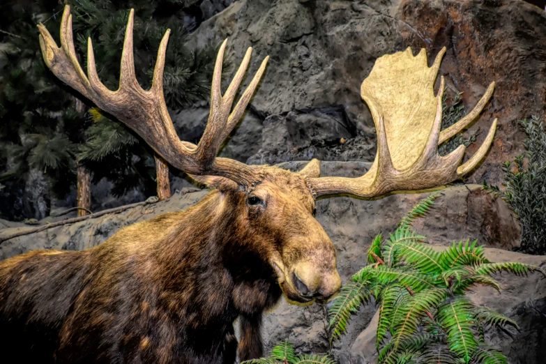an image of a moose that is by a stone wall