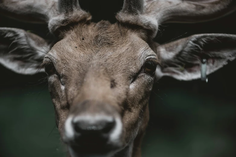 a close up view of the head and face of a deer