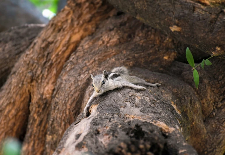 a small animal in an enclosure lying down on a tree