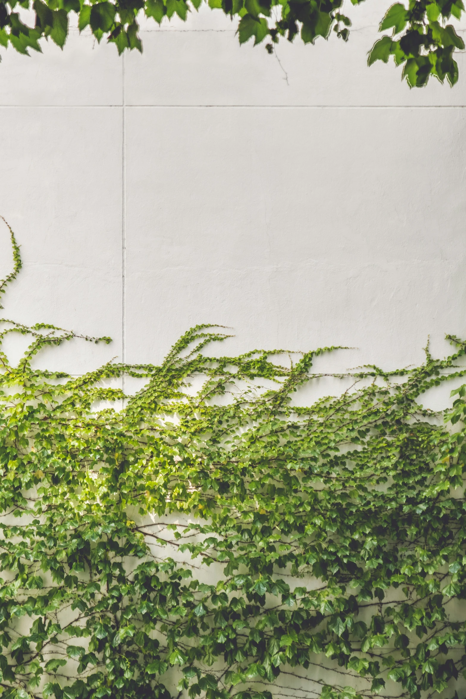 a large group of green leaves on top of a white wall