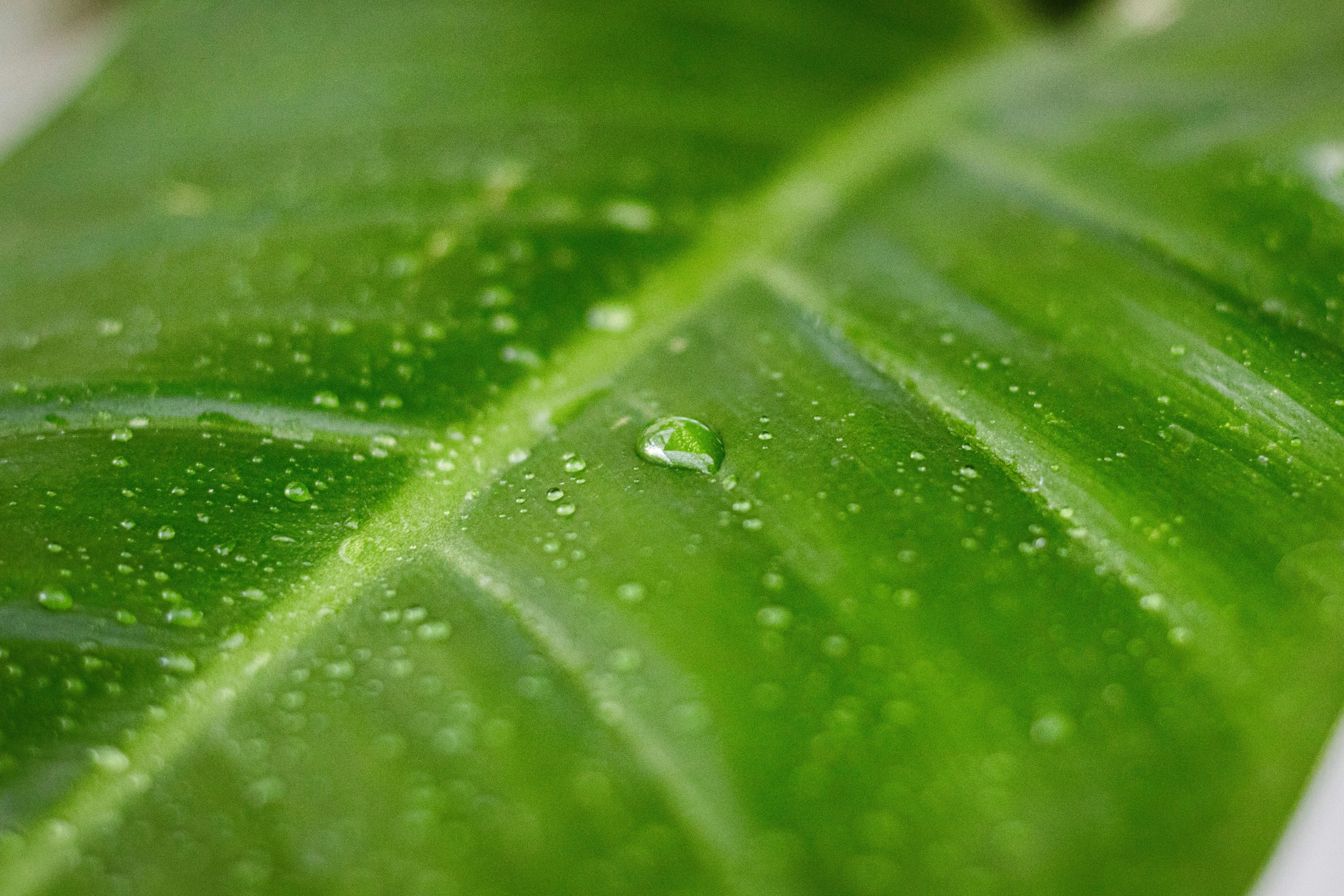 close up po of green leaf with water droplets