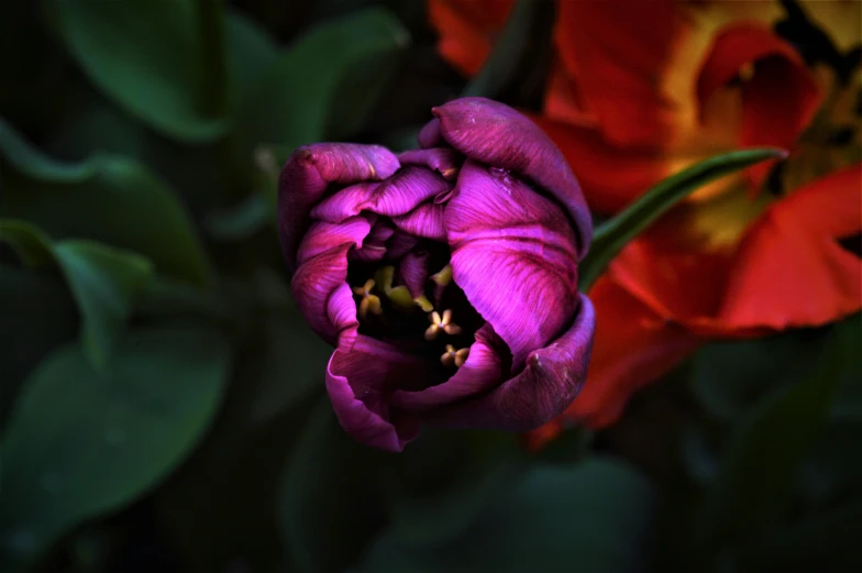 a close up s of a purple flower