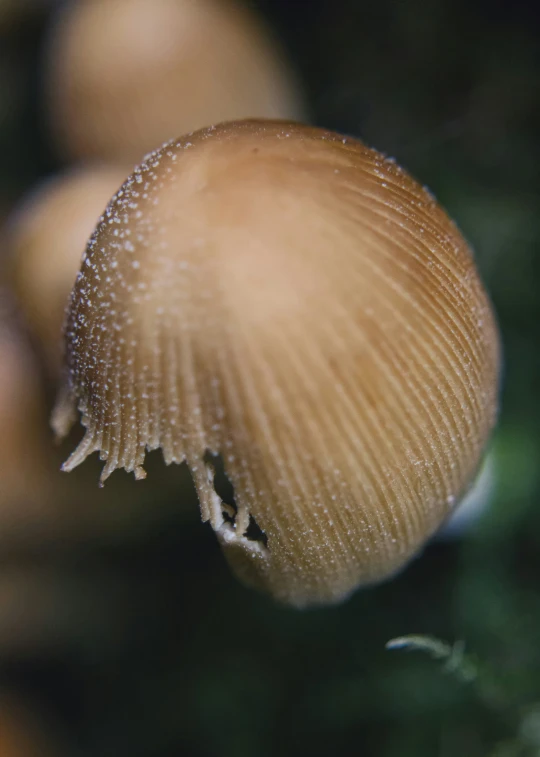 a brown mushroom with tiny bubbles is pictured in this image