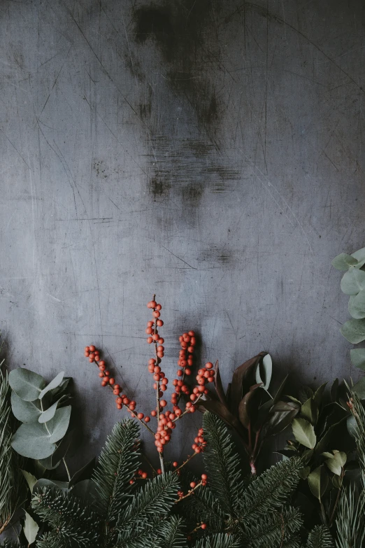 the leaves and berries are displayed next to each other