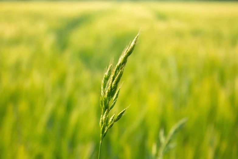 an image of a field that has grass in it