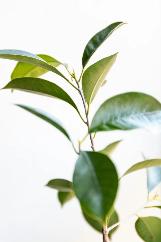 a tree with very green leaves against a white background