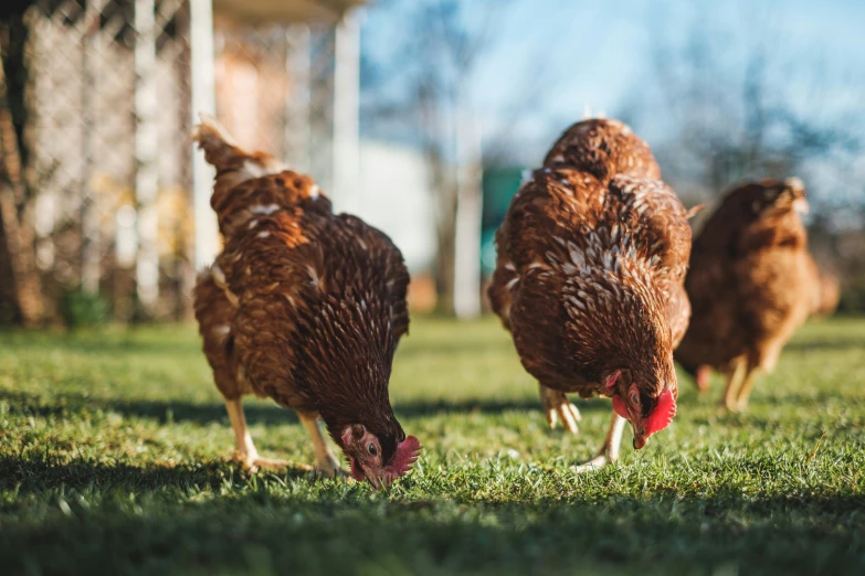 three chickens walking around in the grass near some trees