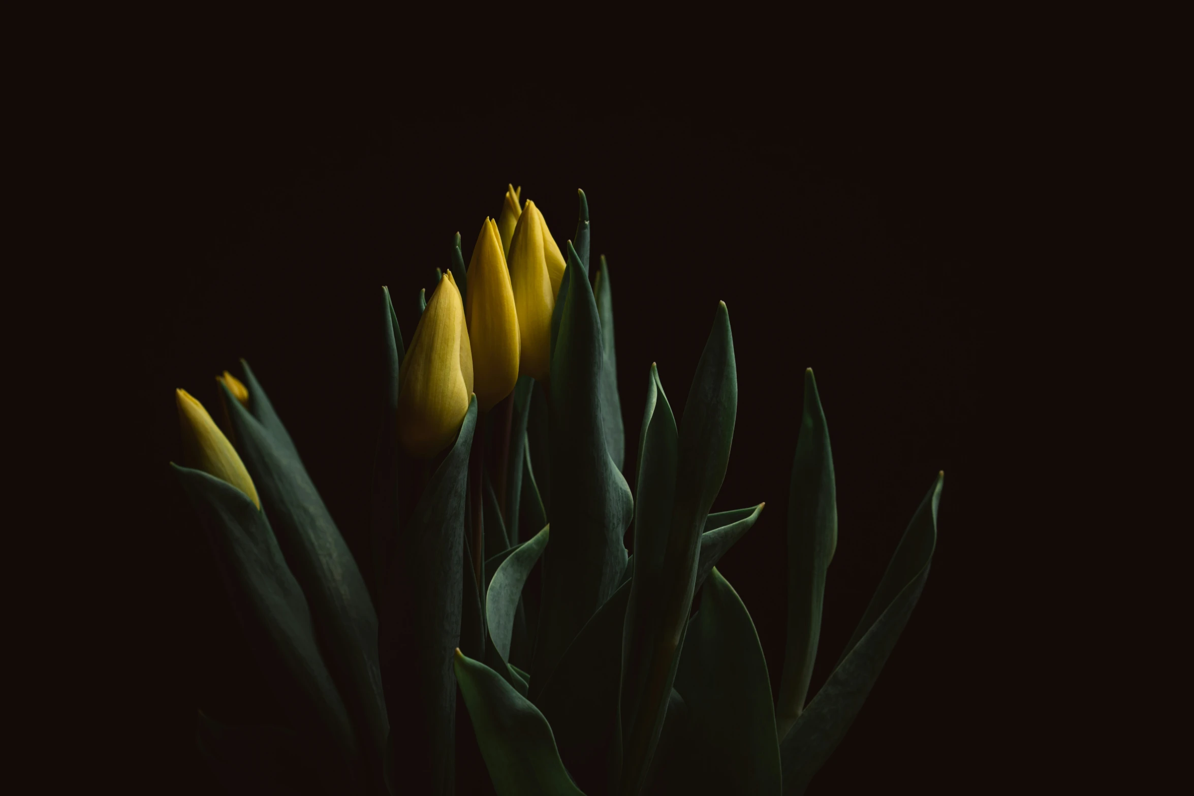 two yellow flowers against a black background