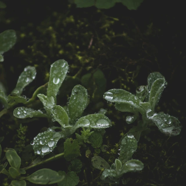 a green plant with droplets of water on its leaves