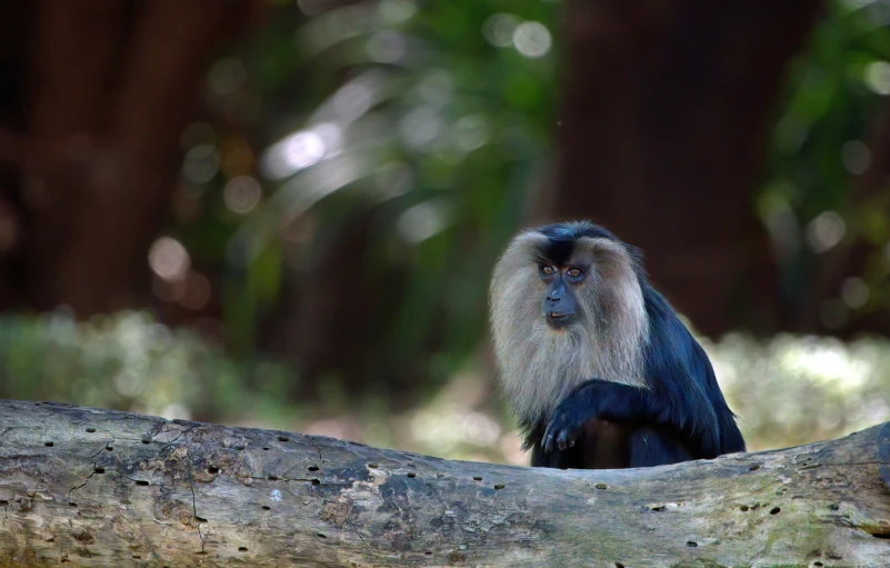 a monkey sitting on top of a tree nch