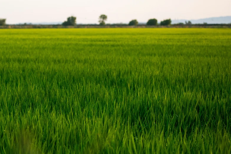 an open green field with small trees in the background