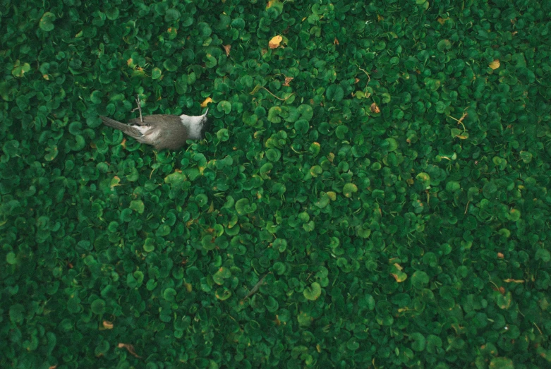 a bird that is standing in the grass