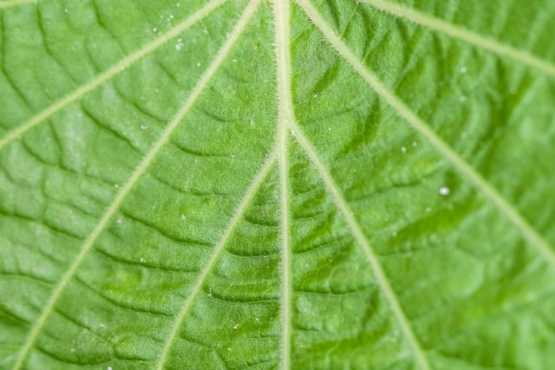 the top side of a green leaf with lines
