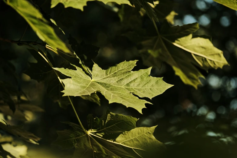 a close up po of leaves hanging on a tree